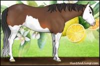 Horse Color:Bay Splash 