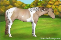 Horse Color:Black Pearl Tobiano Rabicano 