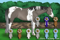 Horse Color:Grullo Splash Tobiano