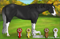 Horse Color:Gray Black Splash 