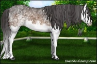 Horse Color:White Spotted Buckskin Splash 