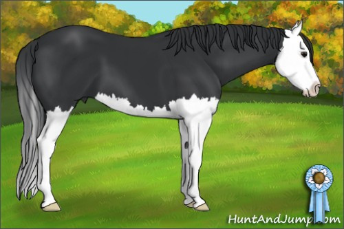 Horse Color: Black Splash 