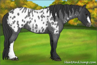 Horse Color:Blue Roan Appaloosa 