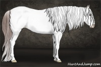 Horse Color:White Spotted Bay Splash Appaloosa 