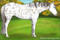 Horse Color:White Spotted Liver Red Dun Splash Appaloosa 