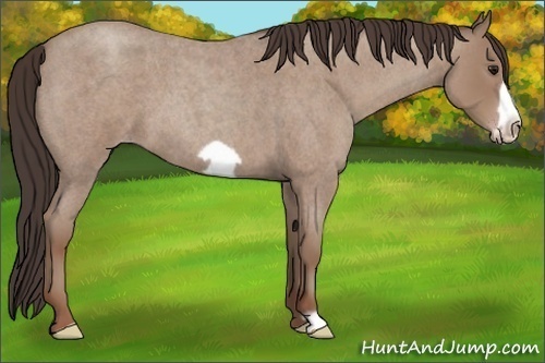 Horse Color: Classic Champagne Roan Frame 