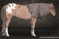 Horse Color:Bay Appaloosa 