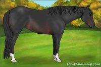 Horse Color:Brown 