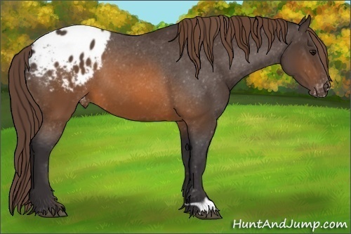 Horse Color: Buckskin Blanket 