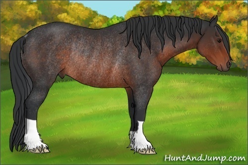 Horse Color: Brown Rabicano 