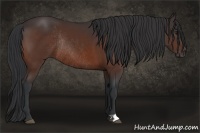 Horse Color:Brown Rabicano 