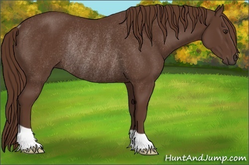 Horse Color: Liver Chestnut Rabicano 