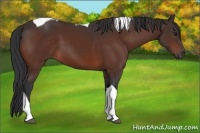 Horse Color:Bay Tobiano 
