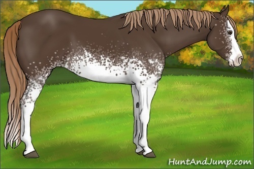 Horse Color: White Spotted Liver Chestnut Splash 