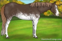 Horse Color:White Spotted Liver Chestnut Splash 