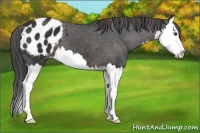 Horse Color:Liver Chestnut Splash Blanket 