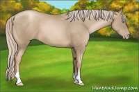 Horse Color:Chocolate Palomino Pearl
