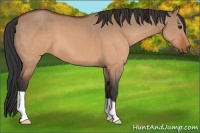 Horse Color:Brown Dun 