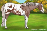 Horse Color:Silver Brown Splash Tobiano Blanket 