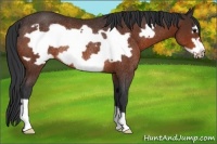 Horse Color:Bay Frame Rabicano 