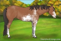 Horse Color:Bay Sabino 