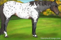 Horse Color:Brown Tobiano Appaloosa