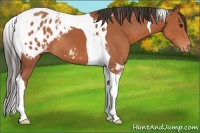 Horse Color:Bay Tobiano Appaloosa 