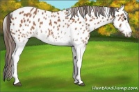 Horse Color:White Spotted Bay Tobiano Leopard 