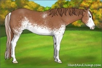 Horse Color:White Spotted Chestnut Splash 