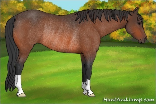 Horse Color: Bay Rabicano 