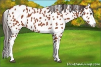 Horse Color:Bay Splash Appaloosa 