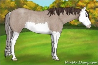 Horse Color:Classic Champagne Roan Splash Rabicano 