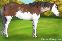 Horse Color:Bay Sabino Splash 
