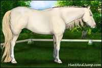 Horse Color:Buckskin Pearl Splash Frame 