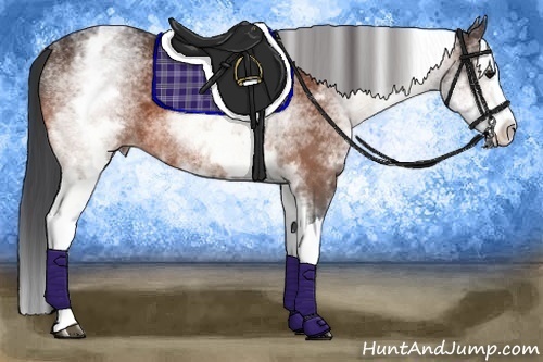 Horse Color:White Spotted Bay Splash 