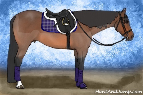 Horse Color:Bay Roan 