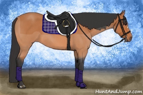 Horse Color:Bay Roan 