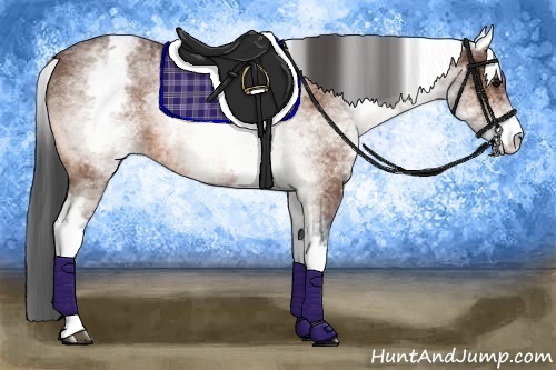 Horse Color:White Spotted Bay 