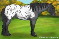 Horse Color:Blue Roan Appaloosa 