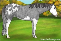 Horse Color:Blue Roan Splash Appaloosa 