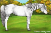 Horse Color:White Spotted Black Appaloosa 
