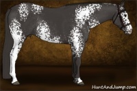 Horse Color:White Spotted Smoky Black Rabicano