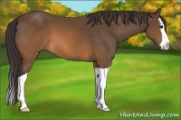 Horse Color:Buckskin Splash 