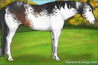 Horse Color:White Spotted Brown 