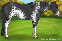 Horse Color:White Spotted Black Rabicano 