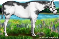 Horse Color:Black Sabino Splash Frame 