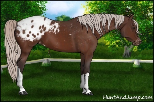 Horse Color: Silver Brown Blanket 