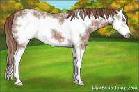 Horse Color:Chestnut Ice Sabino Splash Frame 