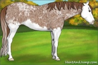 Horse Color:Chestnut Ice Splash 