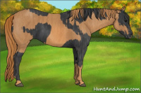 Horse Color:Brown Rabicano  Brindle